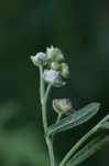 Santa Maria feverfew